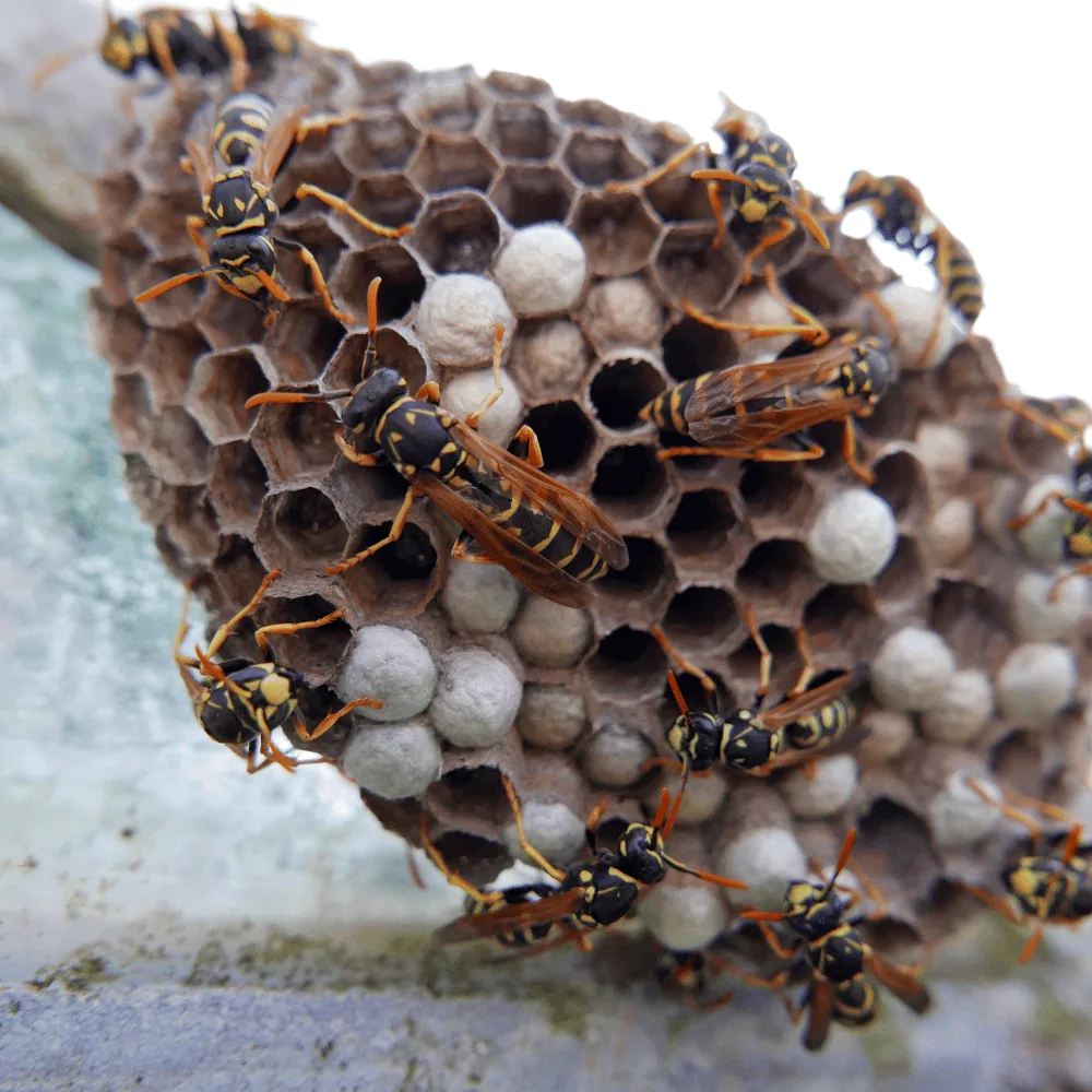 Wasp nest