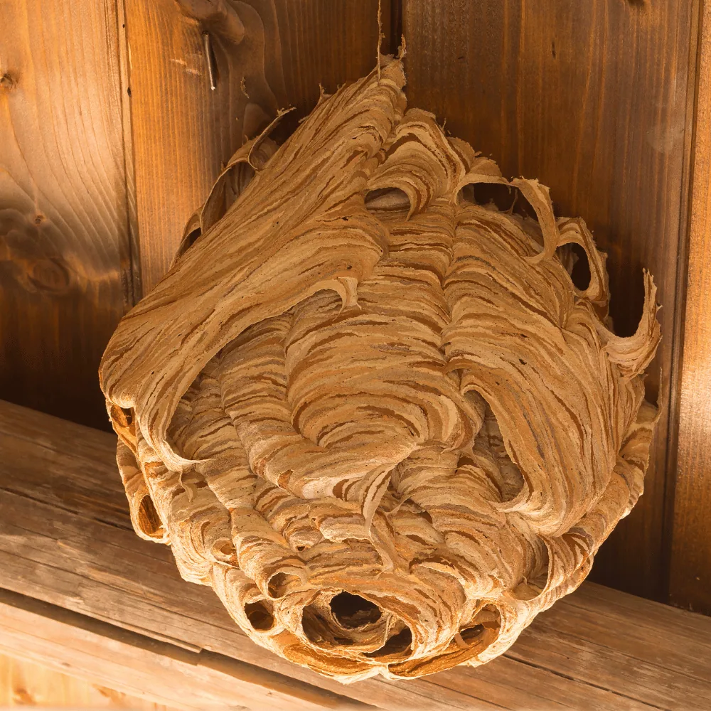 Wasp nest on a house