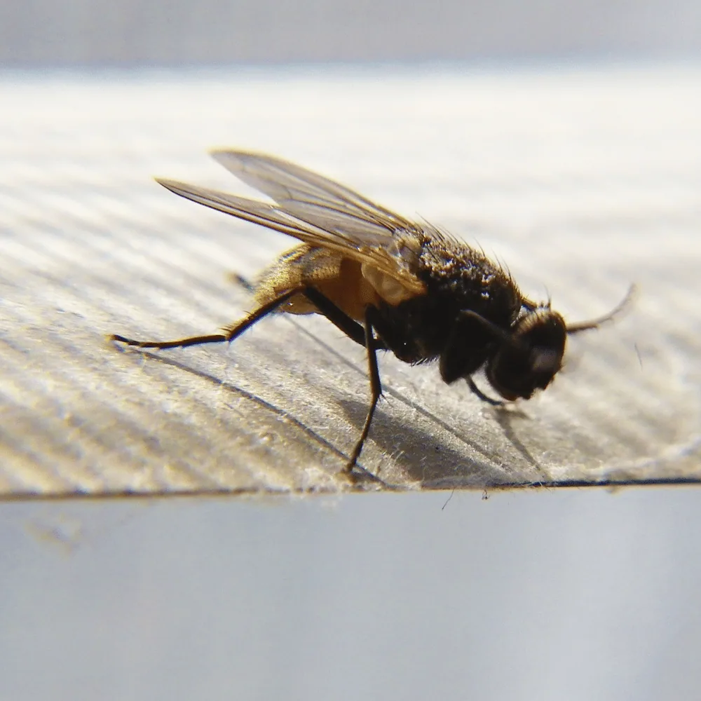 Fly