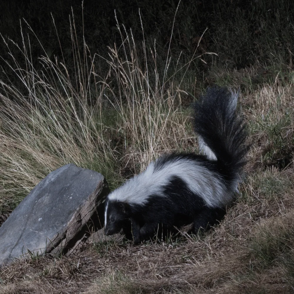 Skunk