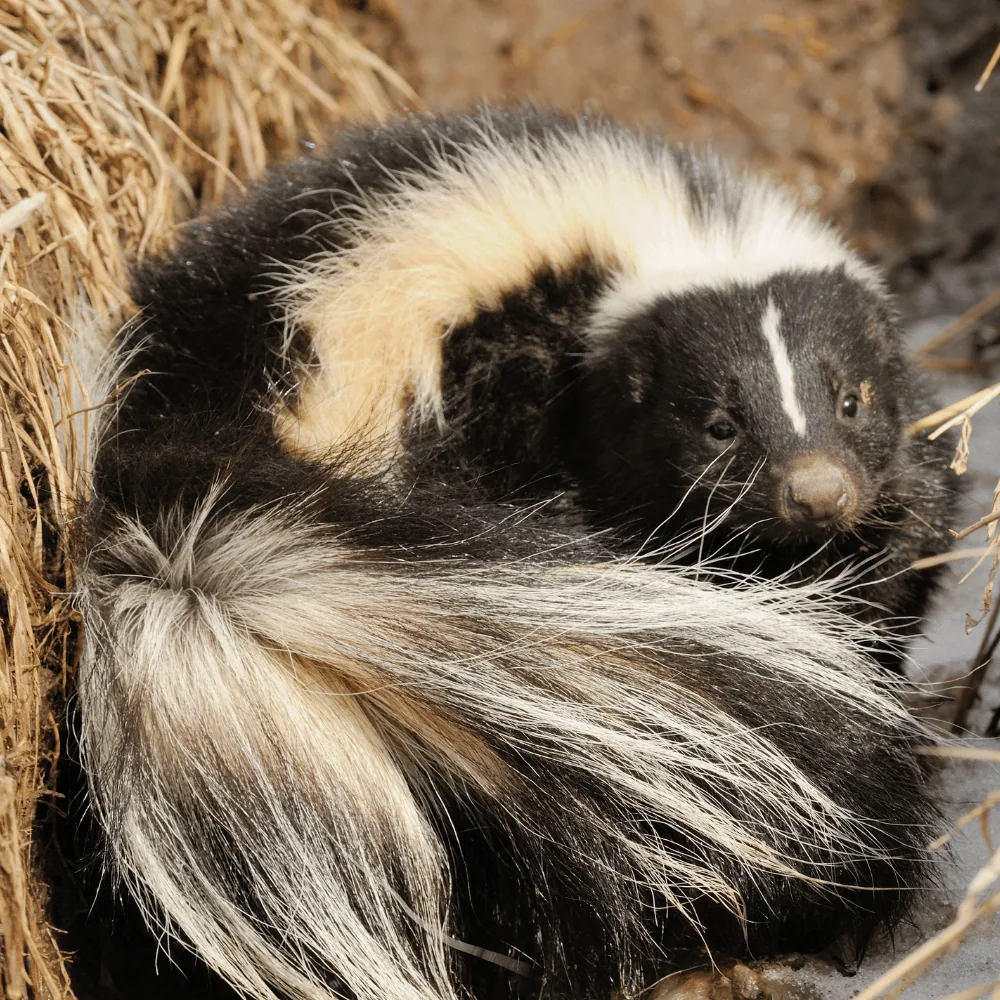 Skunk burrow