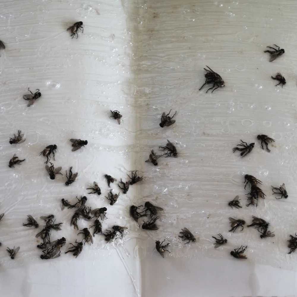 Fly trap