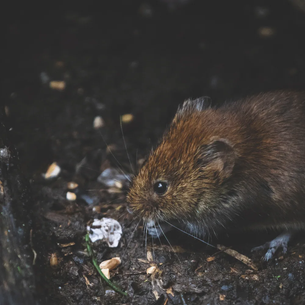 Illustration: Mouse in the house: proven techniques to keep them away