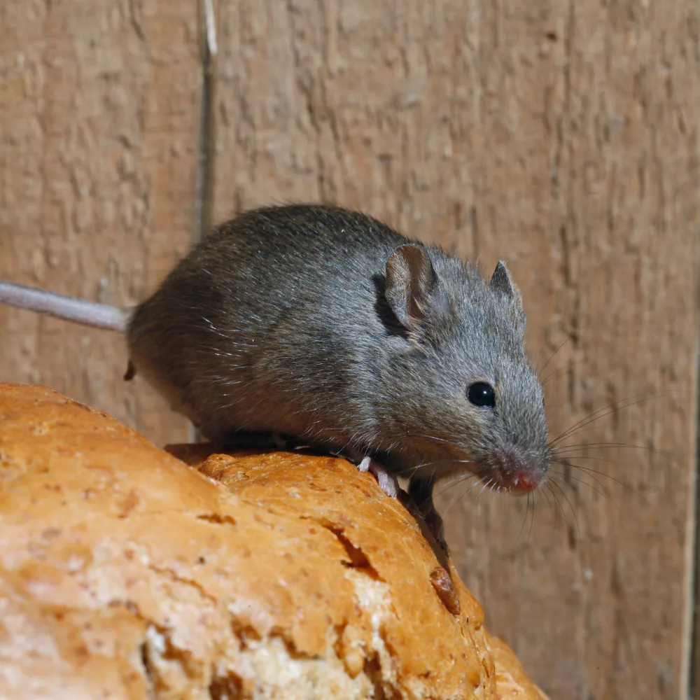 Illustration: Mouse in the house: proven techniques to keep them away