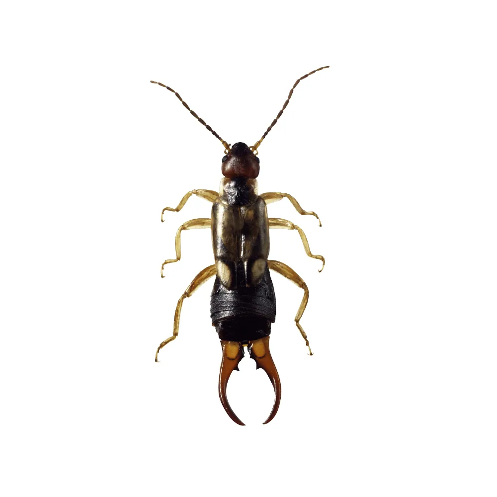 Earwig identification: characteristic pincers and dark brown colouring