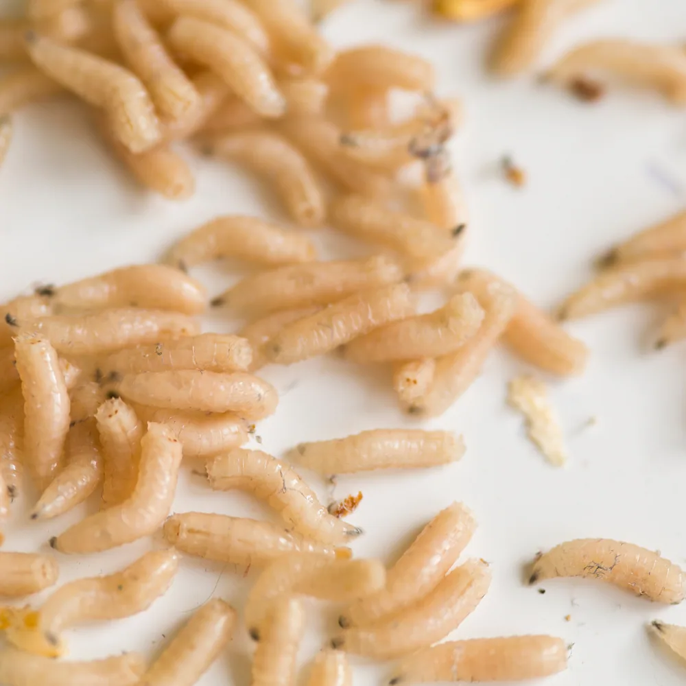 Fly larvae infestation in garden soil in Quebec