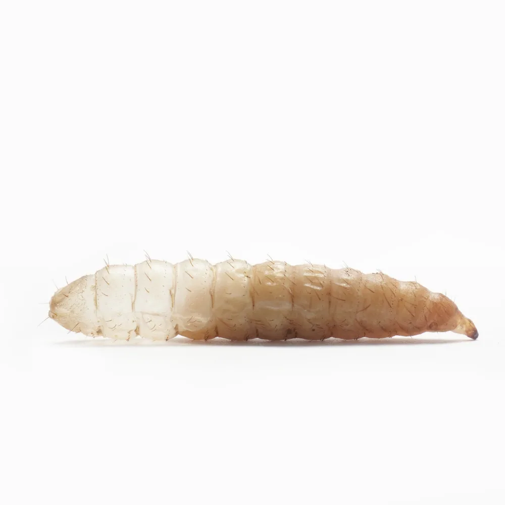 White maggots: house fly larvae found in a garbage bin