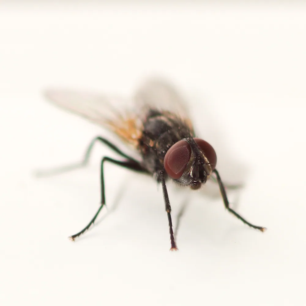 Adult fly emerging from a larva: the fly development cycle