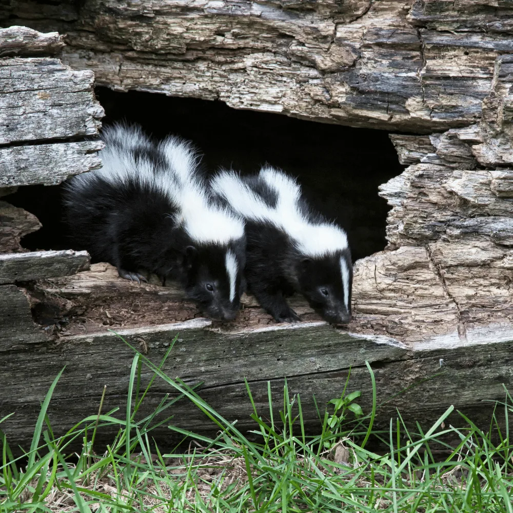 Skunk under a shelter