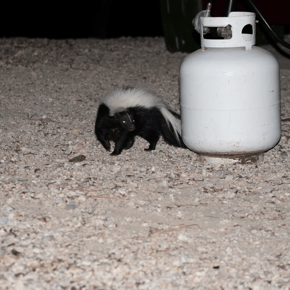 Skunk in a garden