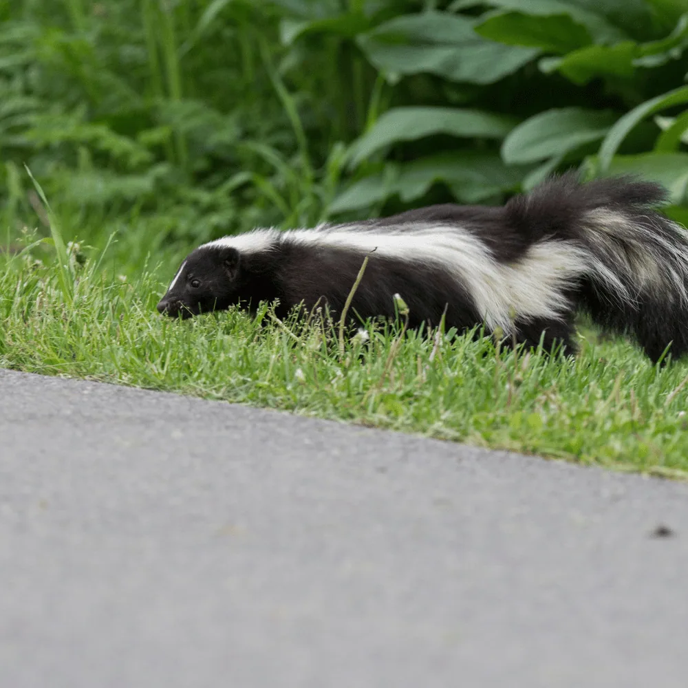 Skunk crossing a road