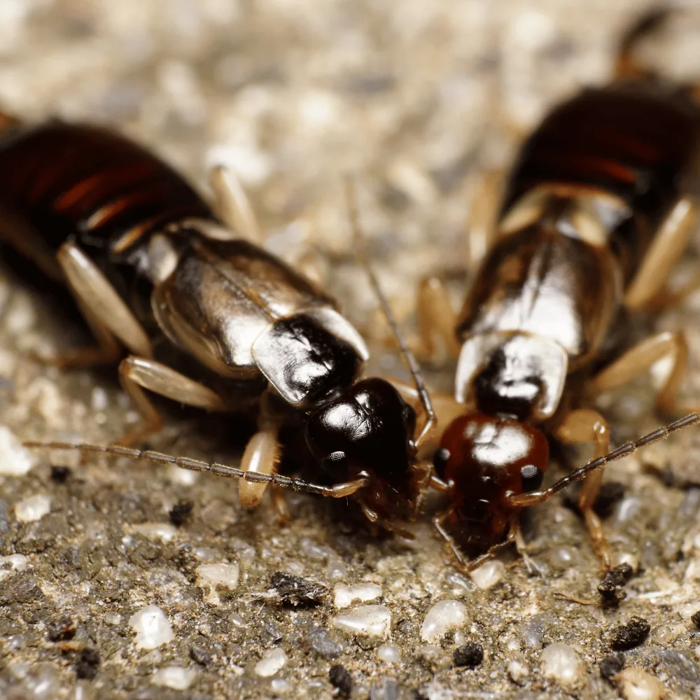 Earwig infestation inside a Quebec home