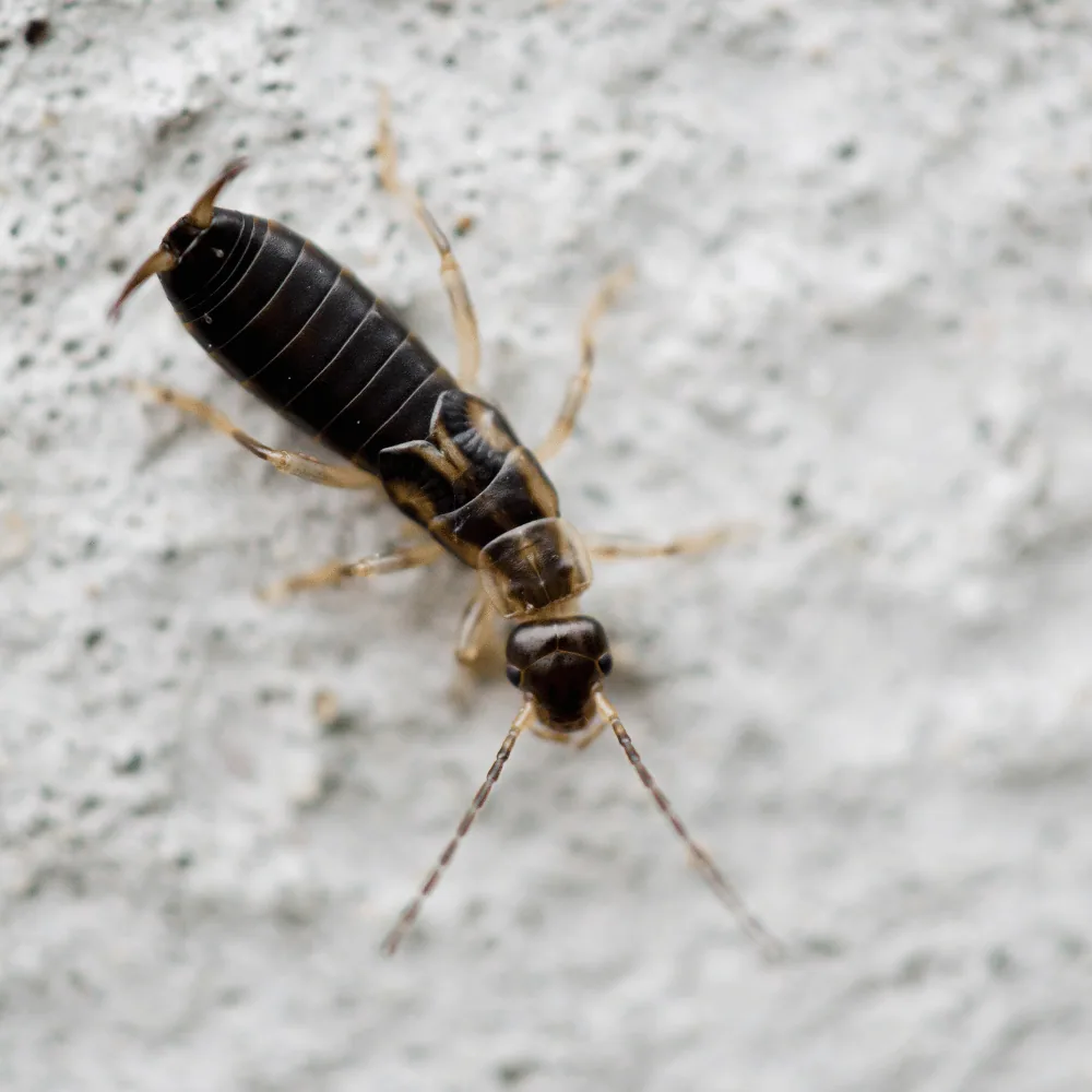 Earwig on an interior wall, a sign of intrusion into the home