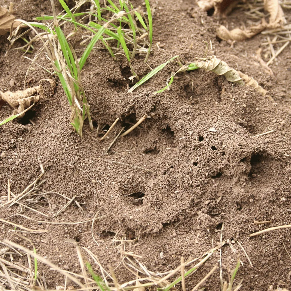 Ants in a garden