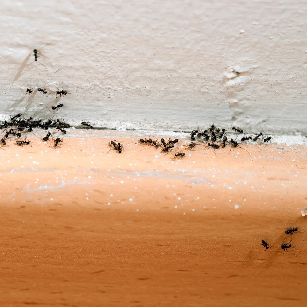 Visual comparison of carpenter ant vs black ant