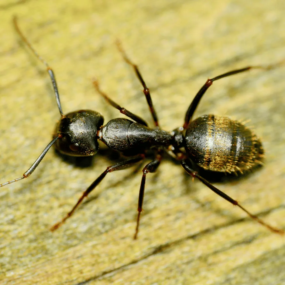 Cost of a carpenter ant exterminator
