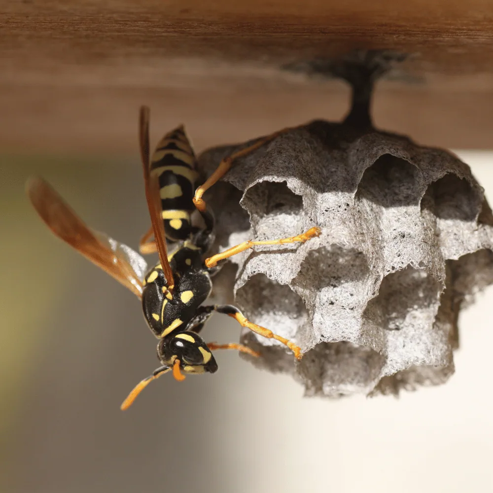 Cost of a wasp exterminator