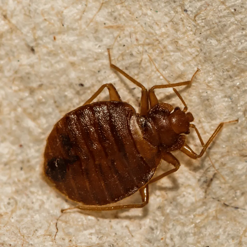 Cost of a bed bug treatment