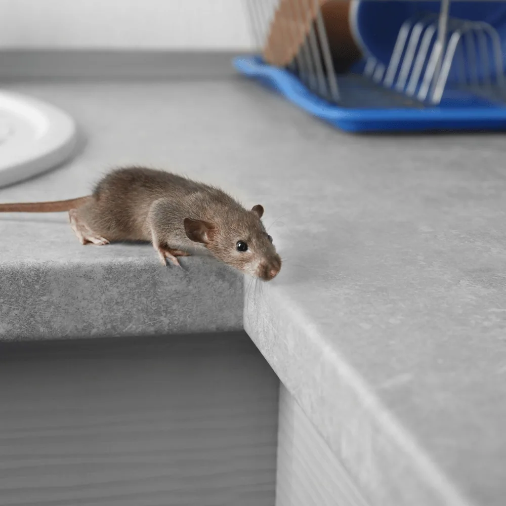 Mouse on a counter
