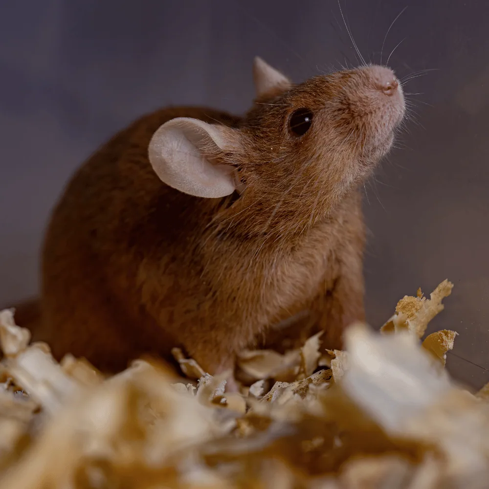 Mouse in an attic
