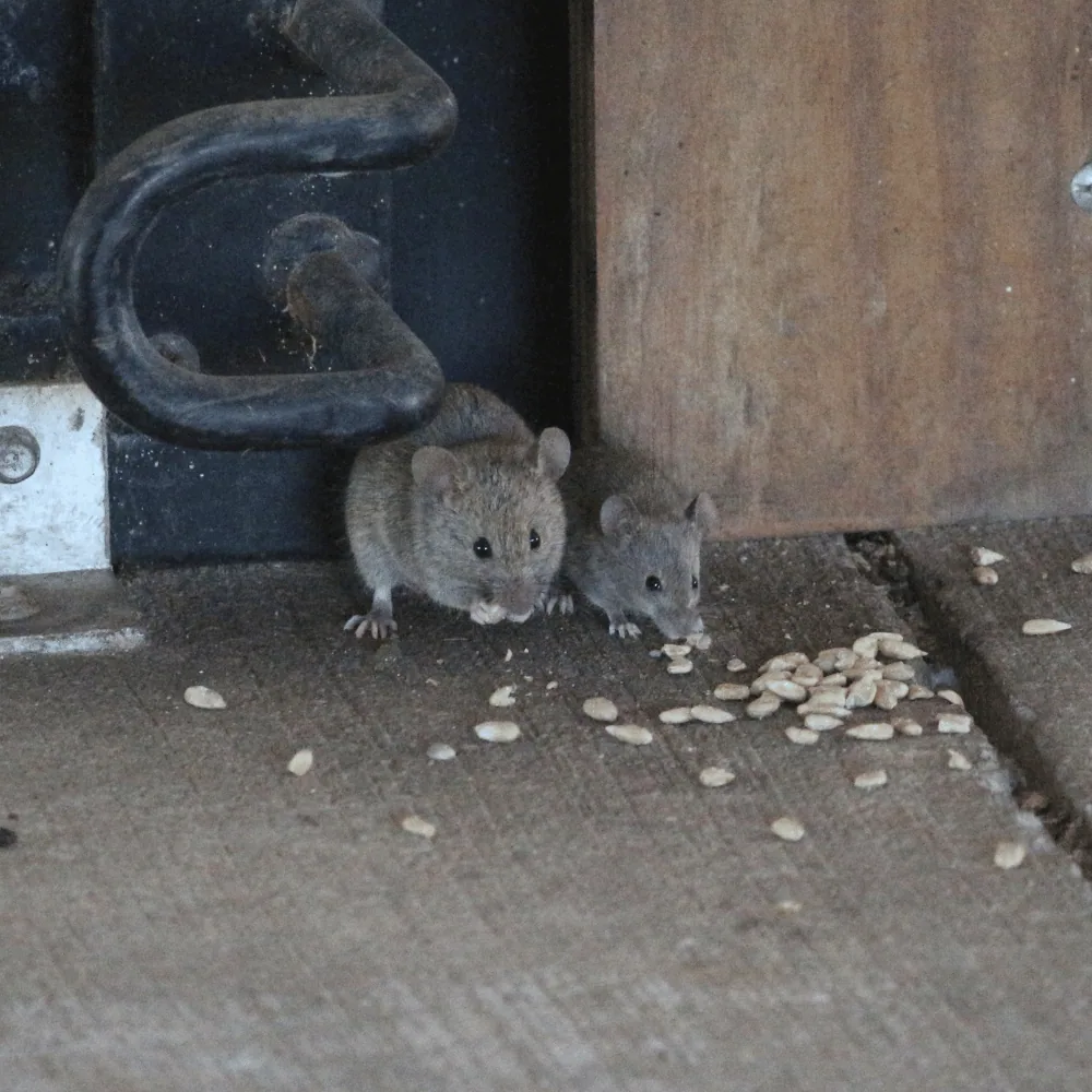 Mouse feeding
