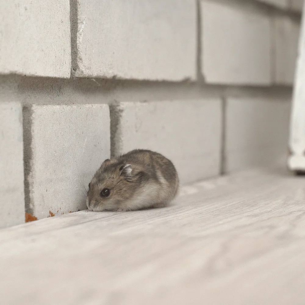 Cost of a mouse exterminator