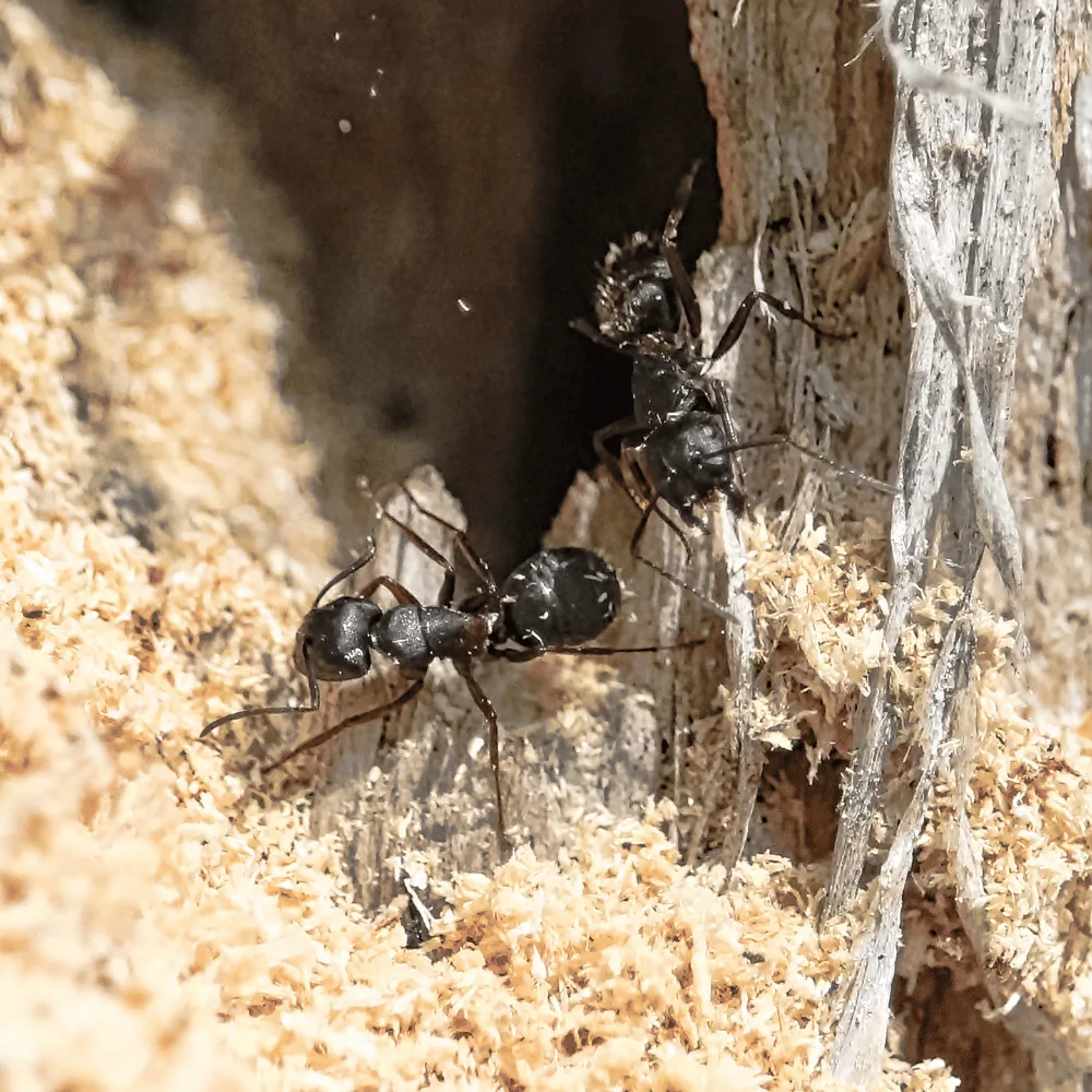 Carpenter ants