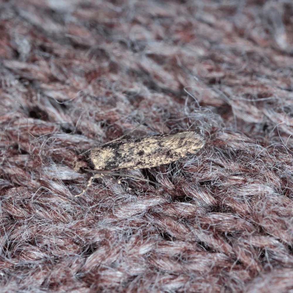 Indian meal moth