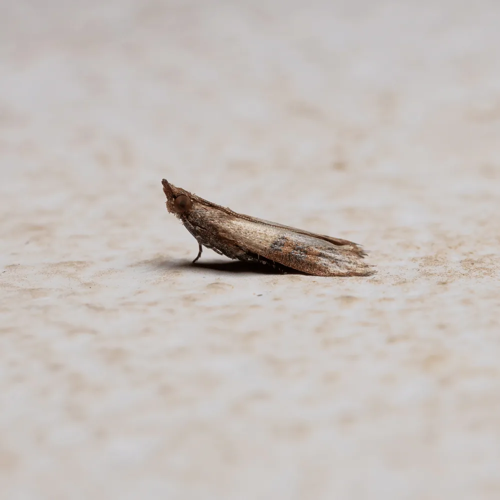 Indian meal moth