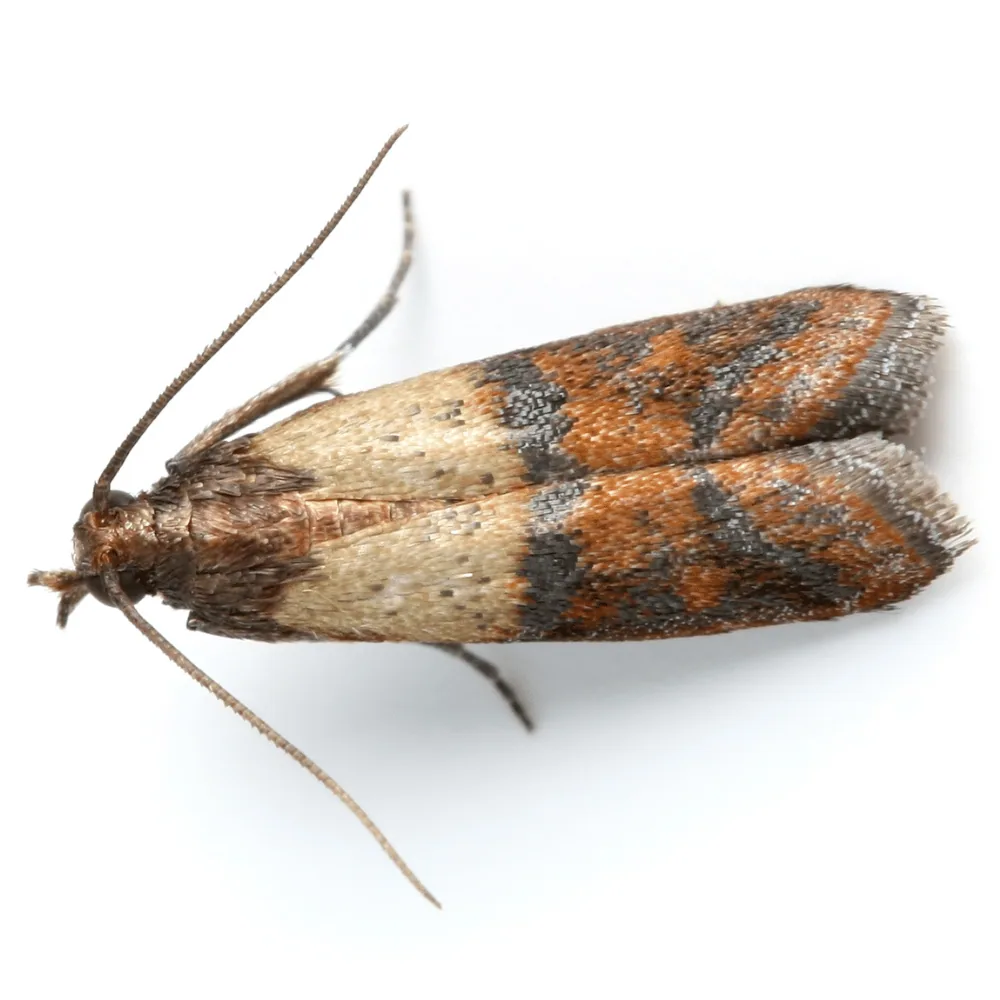 Indian meal moth