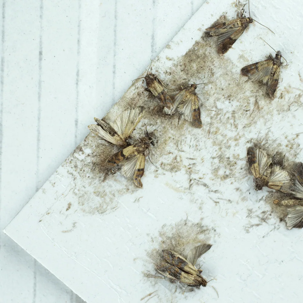 Indian meal moth trap
