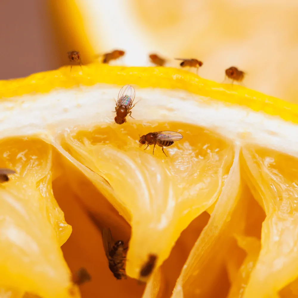 Fruit fly on fruit
