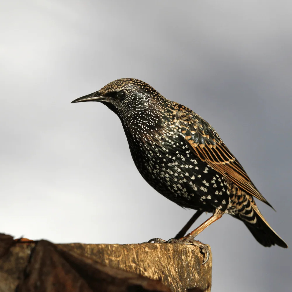 Starlings