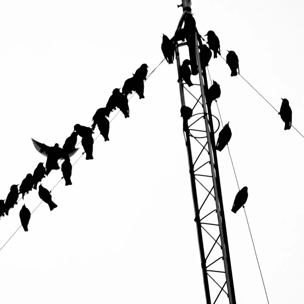 Starlings perched on wires