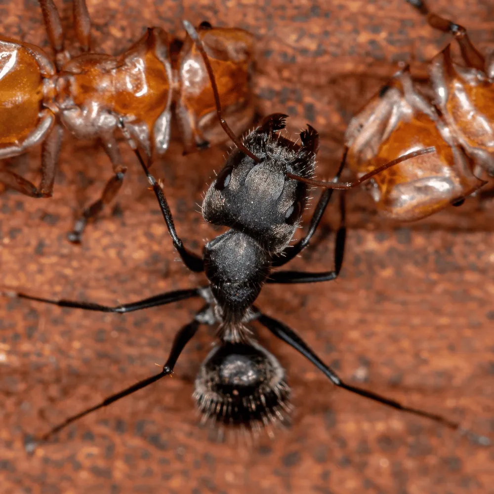 Carpenter ant