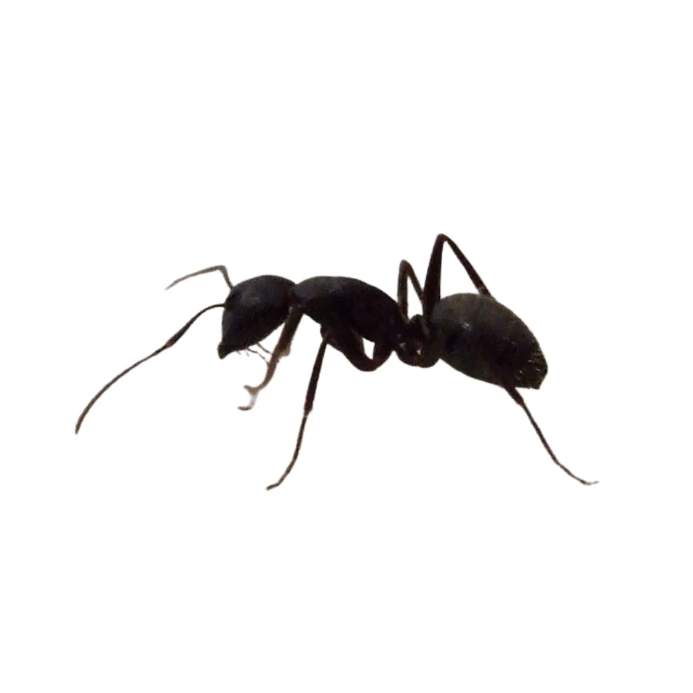 Photo of carpenter ant workers — size difference between minor and major workers