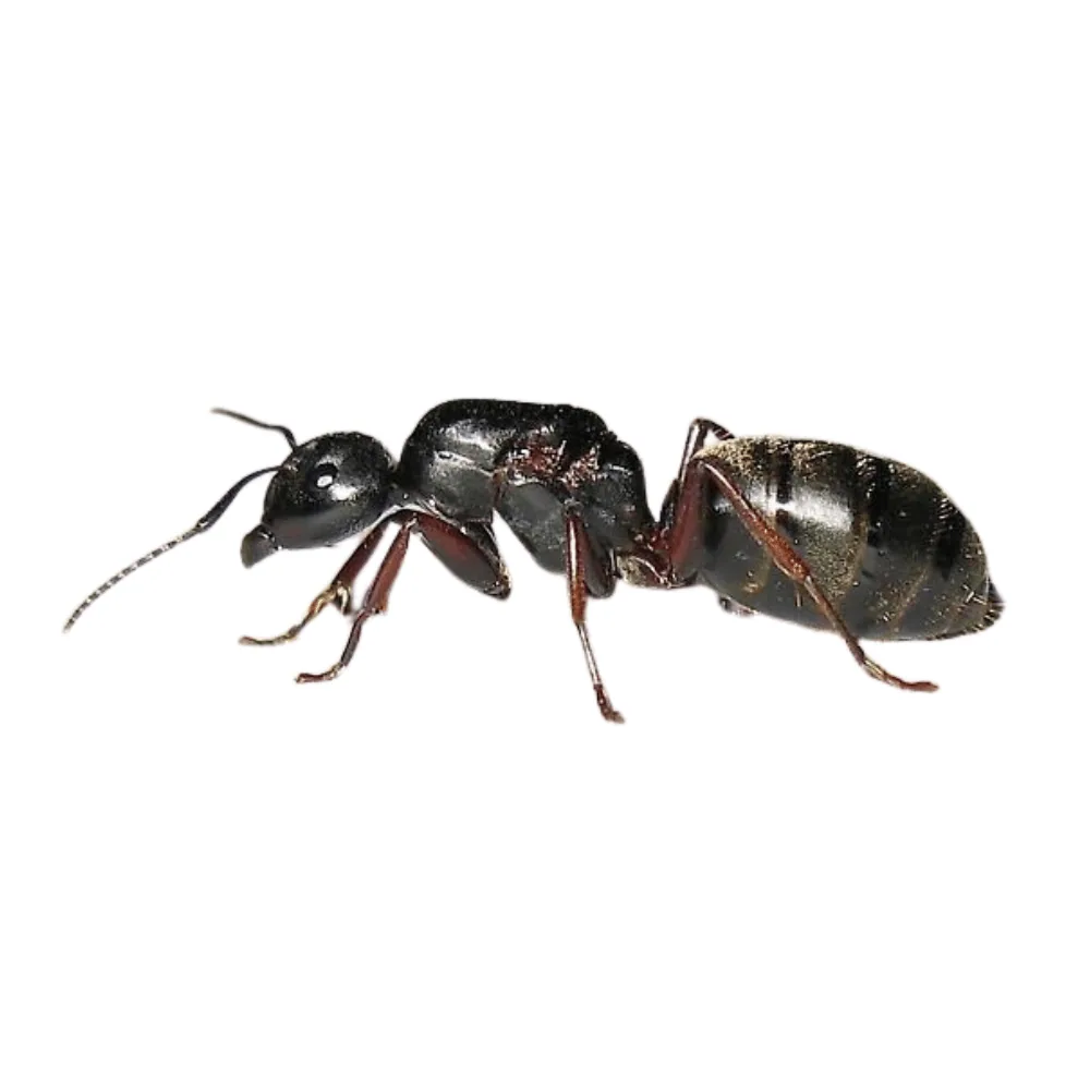 Photo of a carpenter ant queen — the largest ant in the colony