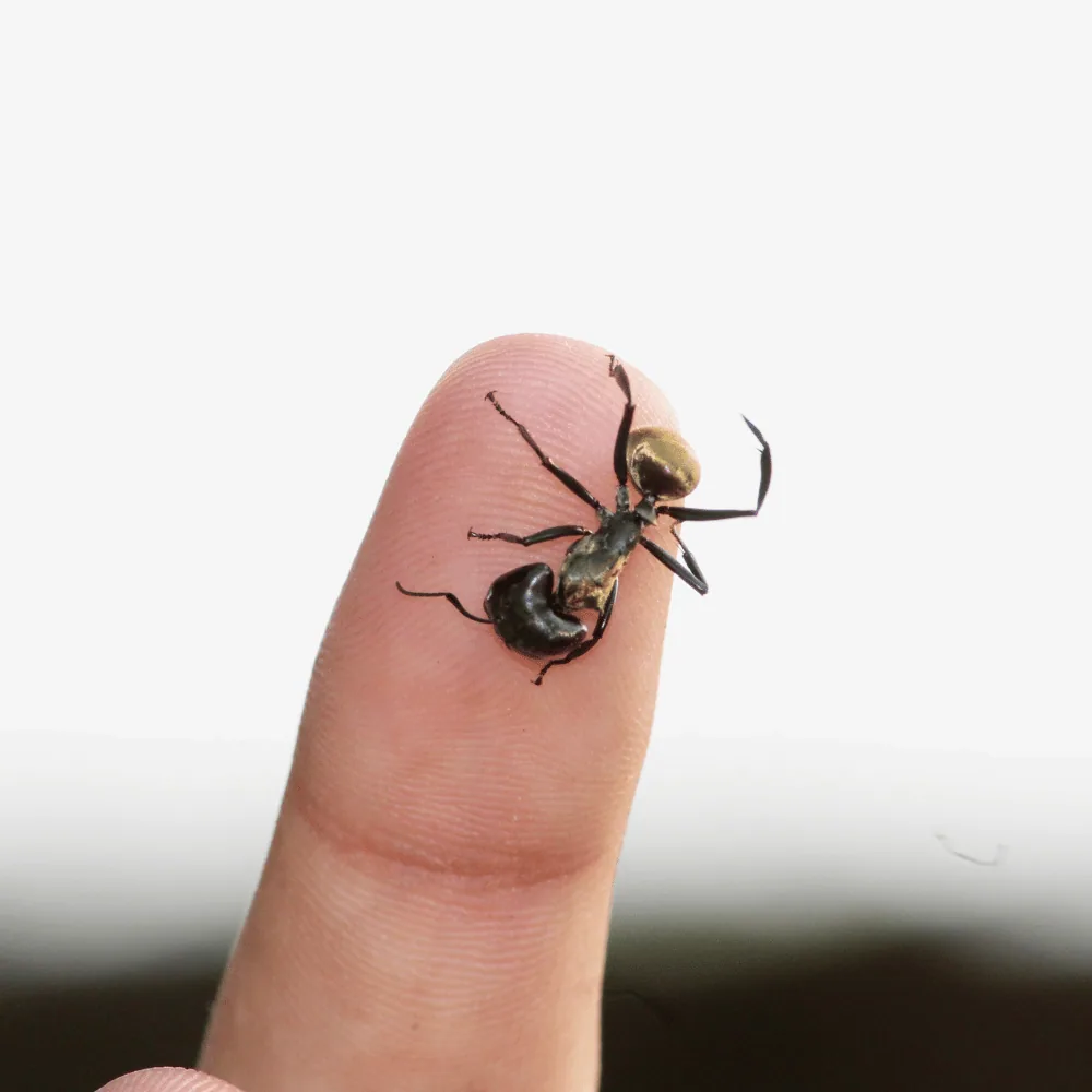Carpenter ant on a finger