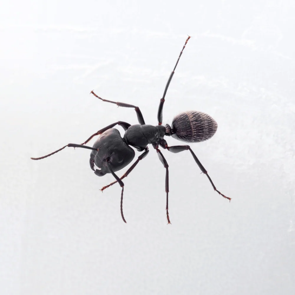 Identifying carpenter ants