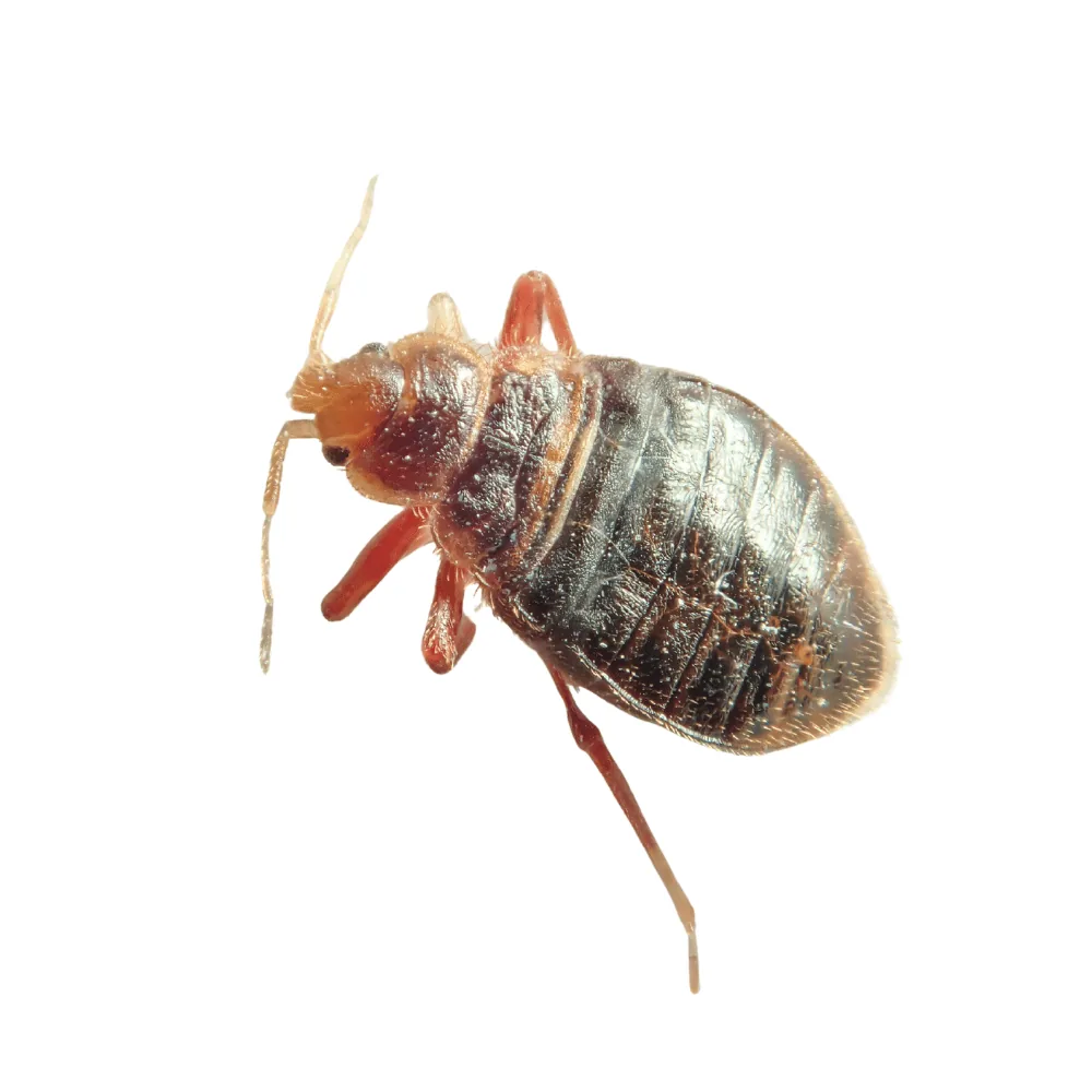 Identifying a bed bug
