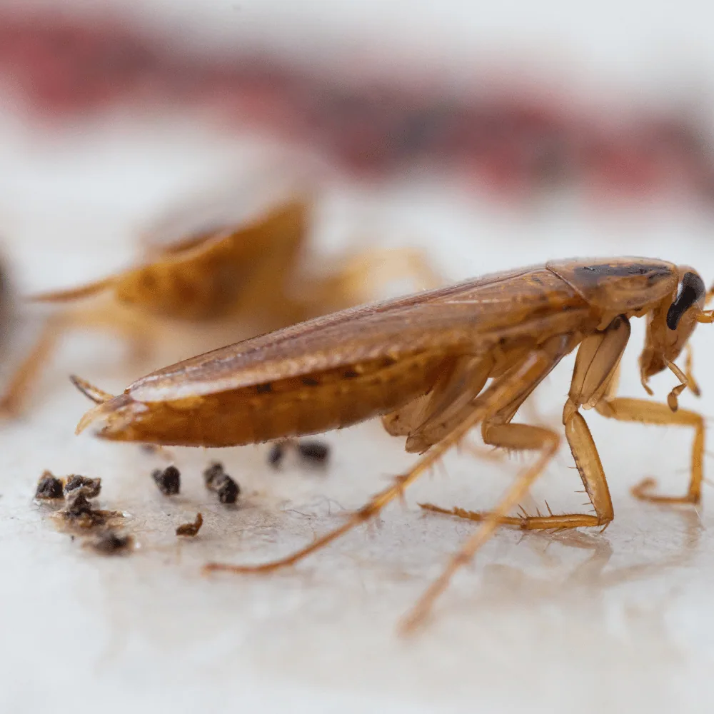 Cockroach infestation