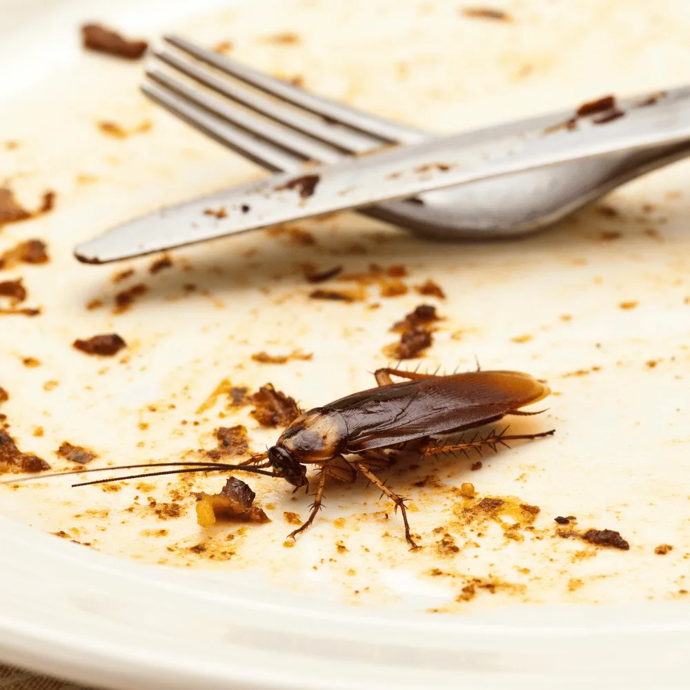Cockroach infestation