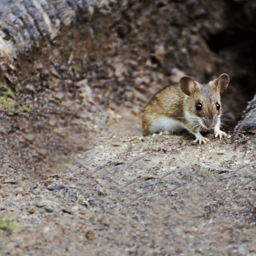 Field mouse outdoors
