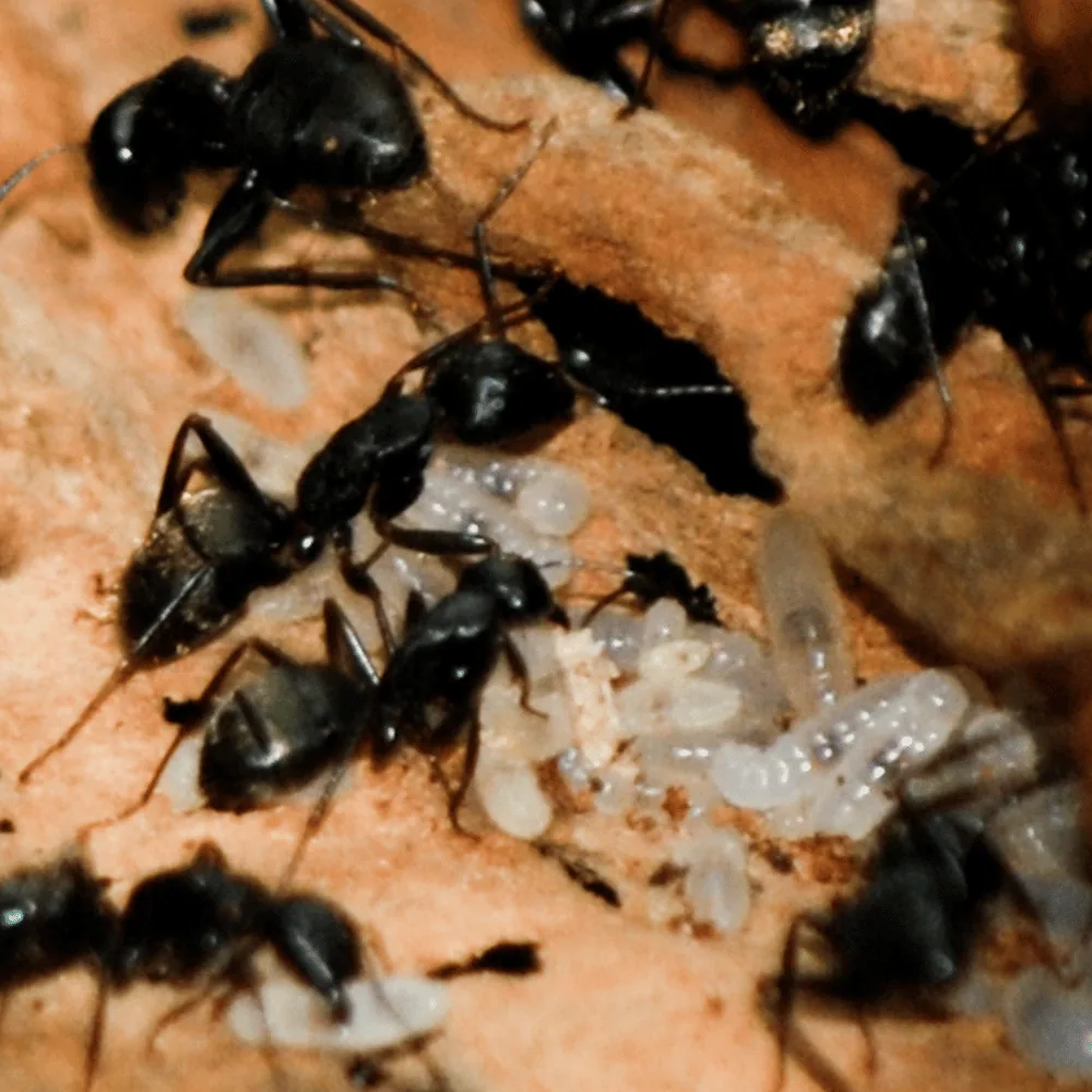 Photo of a carpenter ant nest inside a wooden structure
