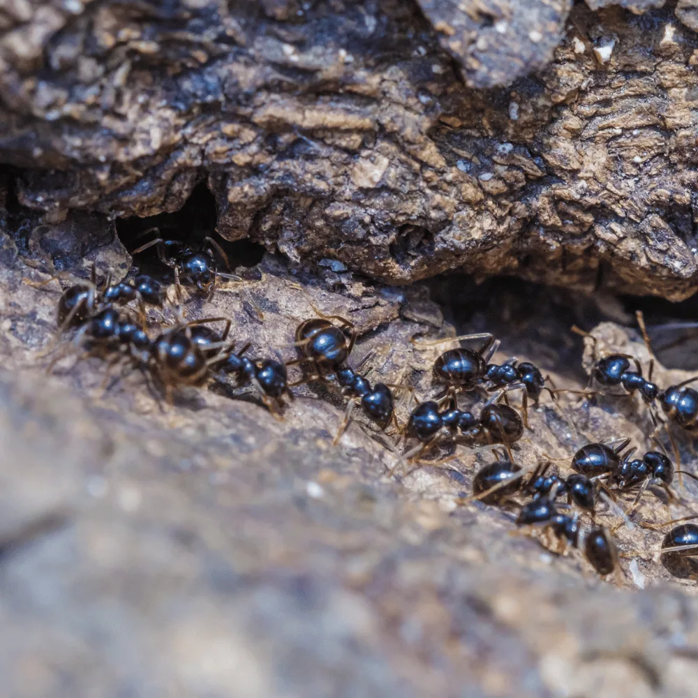 Diagram of a carpenter ant satellite colony inside a building structure