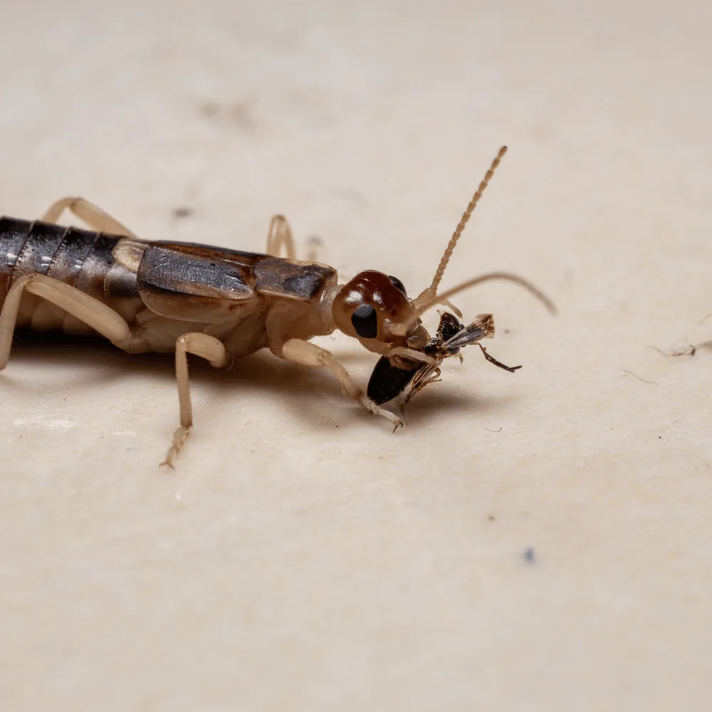 Earwig eating an insect