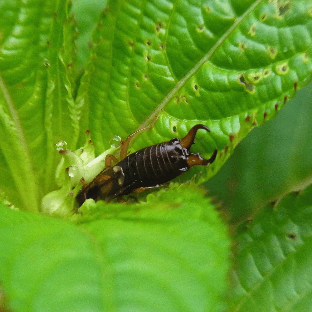 Earwig eating an insect