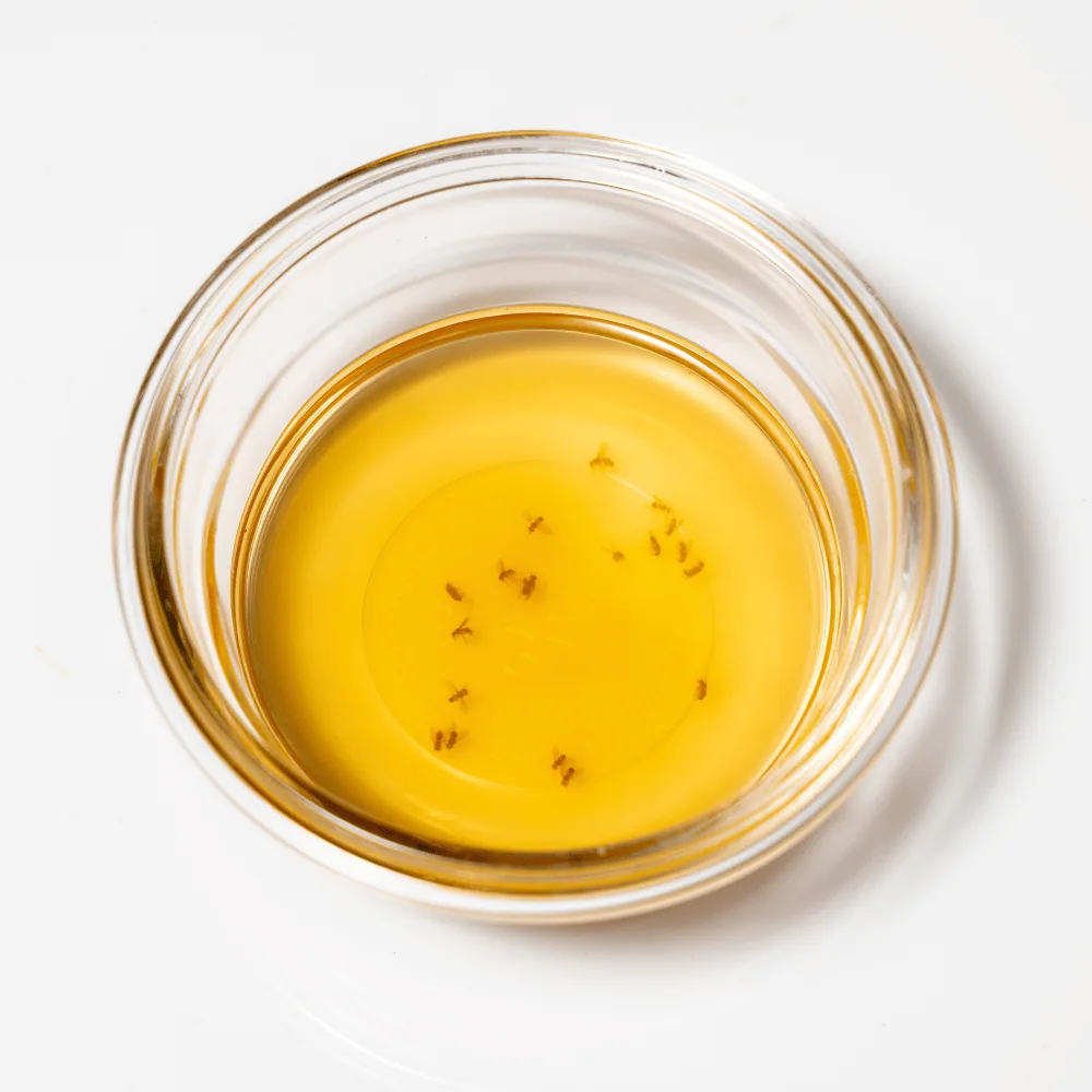 Fruit fly trap
