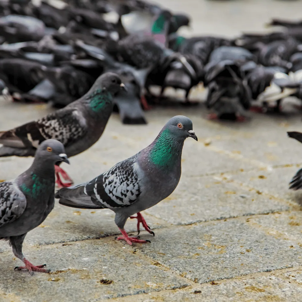 Pigeon in the city