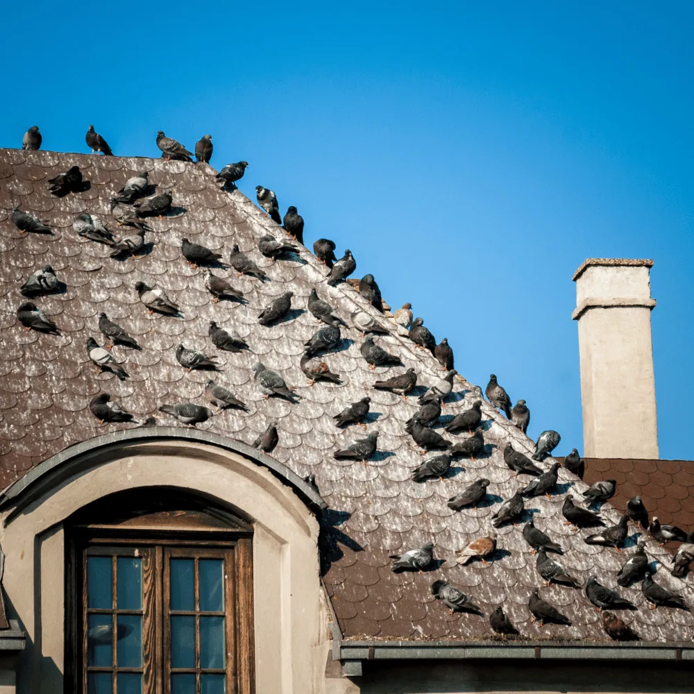 Pigeon in the city